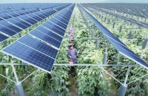 安徽廬江自主研發(fā)“陽光追蹤器”助力光伏農(nóng)業(yè)