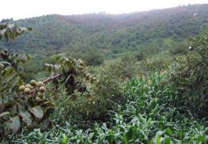 特大型生物天然氣工程在云南大理試運行 預計3月投入生產