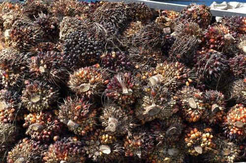 現代，LG將在印度尼西亞建設生物柴油工廠