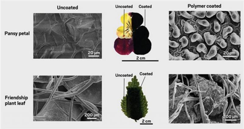 研究人員發現可使用花瓣和樹葉結構來構建高容量超級電容器